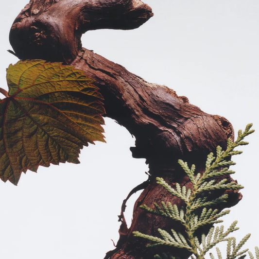 Cypress & Grapevine Cologne Intense-100ML